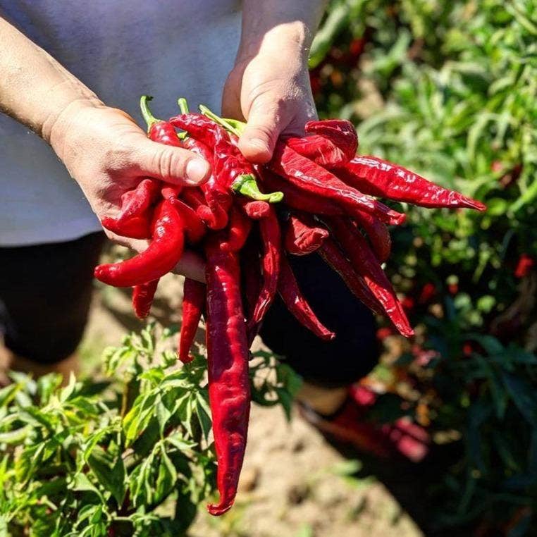 Burlap & Barrel - Smoked Pimenton Paprika - Single Origin Spice & Seasoning