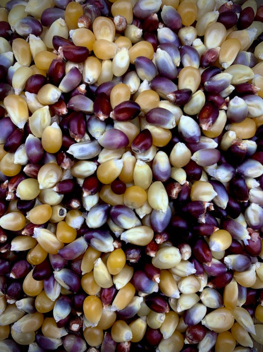 Amish Country Popcorn - Rainbow popcorn - 4oz. Popcorn kernel bags